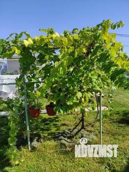 Дом 50м&sup2;, 1-этажный, участок 15 сот.  